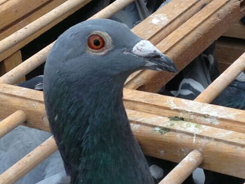 �󲡳���������ѵ10����(ͼ)