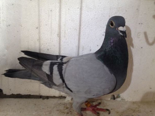 ��Ѫ��������700�������(ͼ)