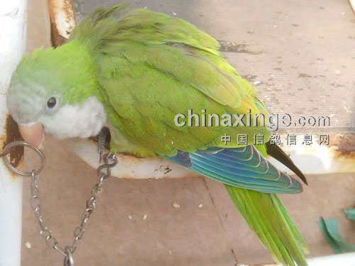 �ҼҸ��ӡ��ա���һֻ����(ͼ)