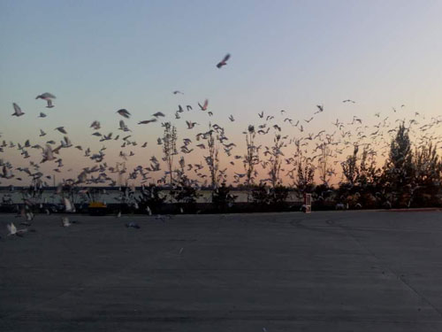 ��ɽ����һ�۶�2�� ��ȥ���ˣ�(ͼ)