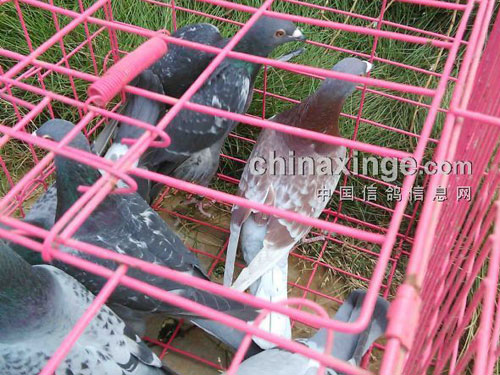 �׳�����̽�ӣ����岻��(ͼ)