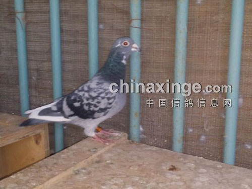 ����ɫ�����������Ҽ��������(ͼ)