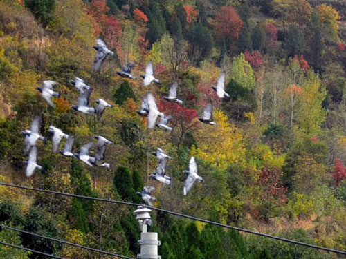 �����뾰����ɫ��ҷ�(ͼ)