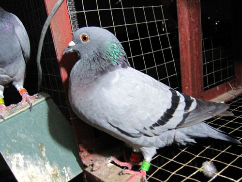 ˭�Ĵ���һ����ɶ����ɼ���