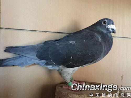 ���������ϼҡ��ֵܡ�