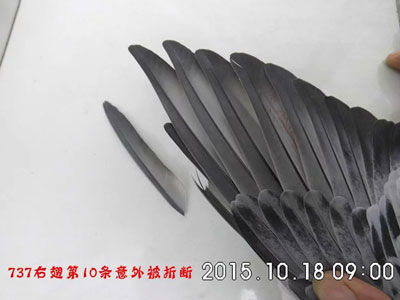 �ٽ����� �����۶�(ͼ)