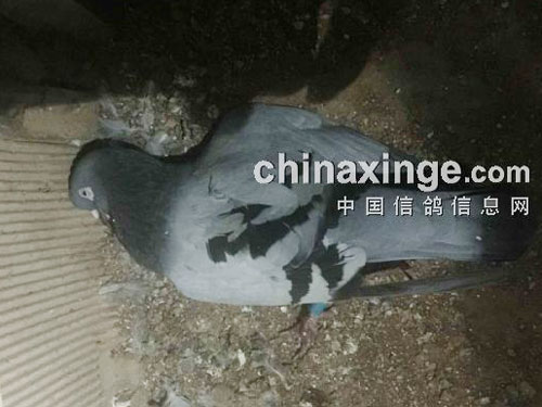 �������뱩�� ����������ˣ�(ͼ)