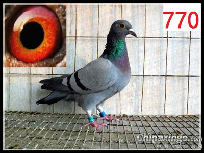 ��Ѫ���ع鳲 ���ѽ�������