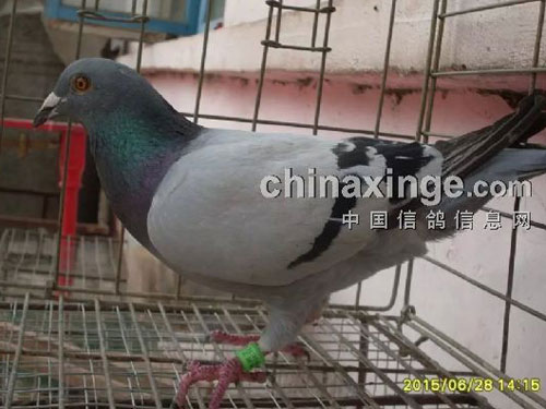 ������������ ��������Ϊ