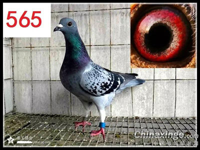 ��Ů��Ѫ��4�������������(ͼ)