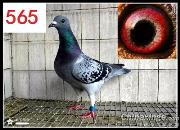 ��Ů��Ѫ��4�������������(ͼ)