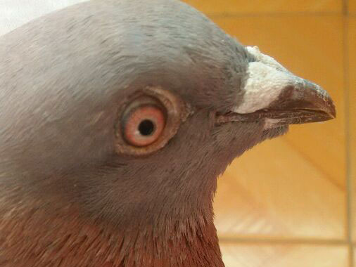 �浯���� ���̧���֣�(ͼ)