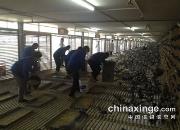 ���򸣹���450����Ԥ��5893�����