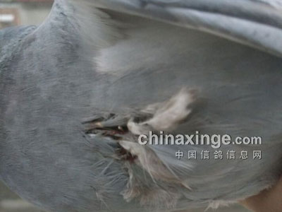 ���븺�˹鳲 �ǵ������(ͼ)