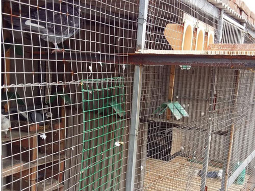 ��Ʒ̫�� ��Ԫ���Ƶ���̤��(ͼ)