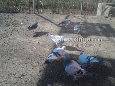 ������ɢ���Ĳ԰׺�ղɭ(ͼ)