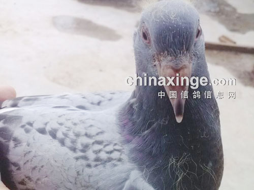 �ø�����㣺����Ѫ���롱�������ʮ��(ͼ)