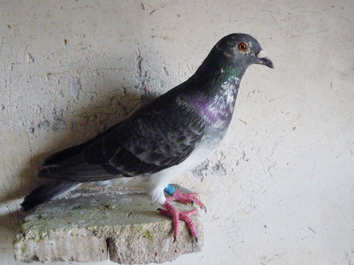 ����鳲�� ���ҷ�������