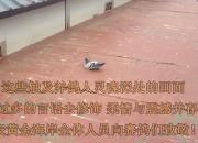 ������֣��ƽ𺣰��鳲�롰��ſ������Ƶ)