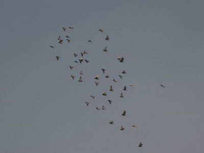 ���޶��� �в�������Ⱥ����