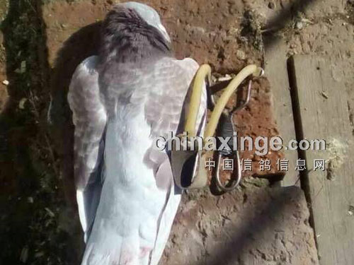 ��������еĵ����ʹ���(ͼ)