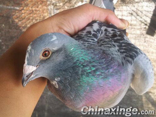 ��ʦ��������Ǵ������(ͼ)