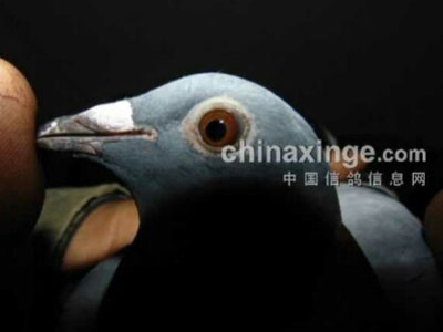 һ��ֻ���һ�� ��ø����Ǿ�(ͼ)