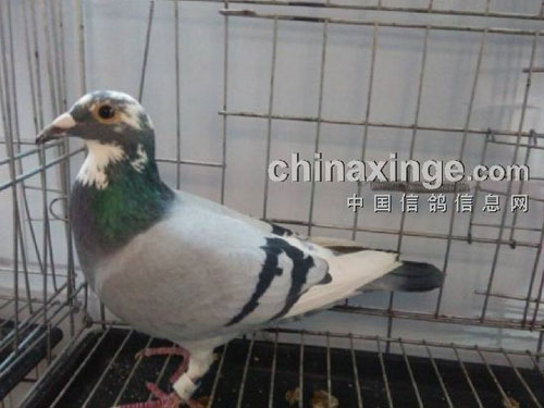 �����˸롱ն�����ظ�����λ(ͼ)