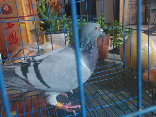 ������������й鳲��33��(ͼ)