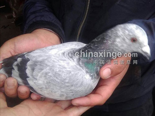 �ø����ھ�����������Ѫ �Գɼ�˵��(ͼ)