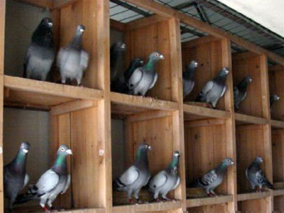 ����������˼��