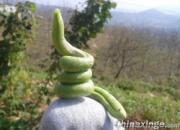 ���䱦���ֳ������ԡ���(ͼ)
