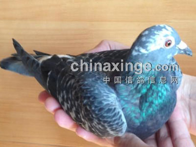 ���������� �������ܳ�(ͼ)