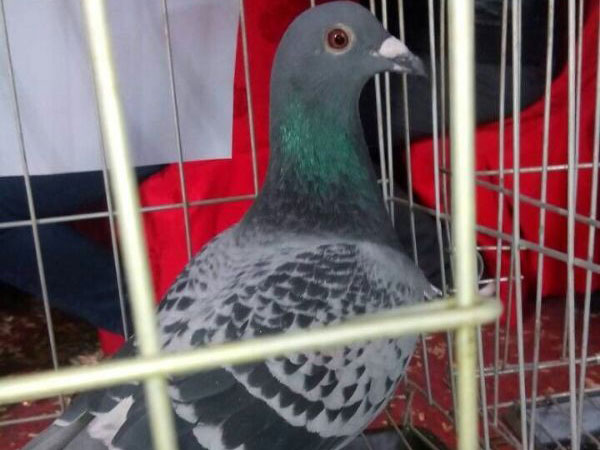 ͬ��ĸ����� ���������(ͼ)