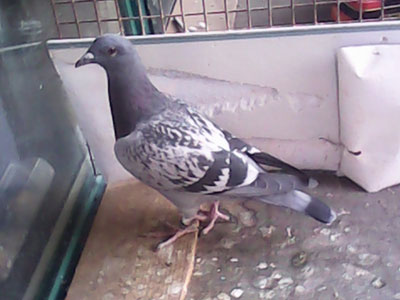 ������Ȼ�� �����ʳ�50%