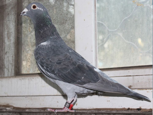 �кø�ȴʧ�ܣ���û������