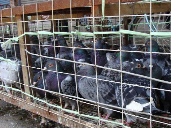 ����̭�롱����վ