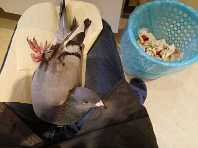 ������ǹ�˸� �ؼ���������(ͼ)