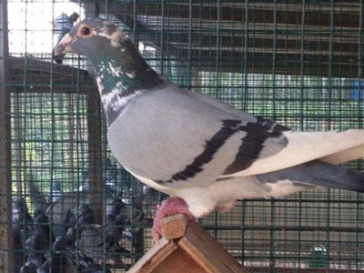 ϲ���Ĳ����� �����Ƕ�����(ͼ)