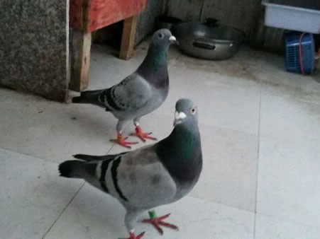 ���Ų��ڼ� ���ӳ����ơ�������(ͼ)