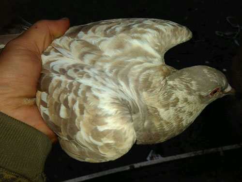 ���ˣ��������ɫ����ô�(ͼ)