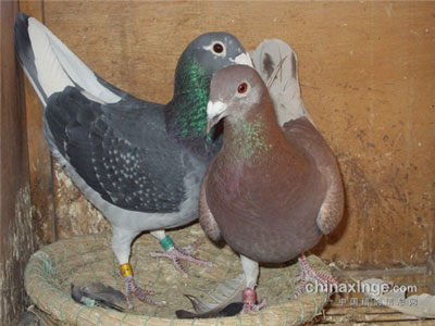 �����ƽ���ָ볡 ���ң� 