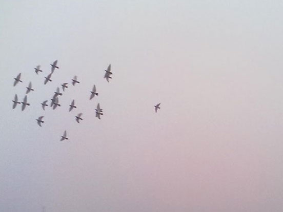 ������¶������