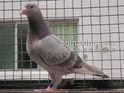 ������ɫ����ʯ�������Լ�(ͼ)