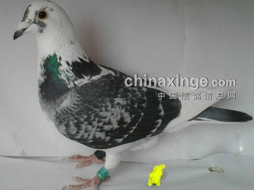 ǧ���ﻨ���� ������ѹ鳲(ͼ)