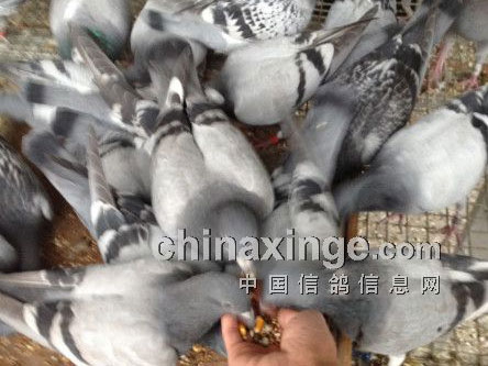 ���롪����ĺ�����(ͼ)