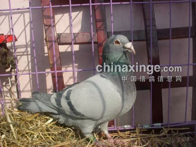 ����ʵս���������������