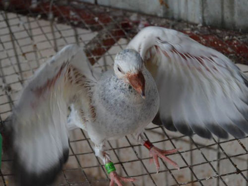 ��������� ���������(ͼ)