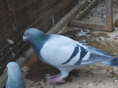 ��ǻؼһ��ۣ�����2������(ͼ)