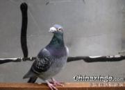���ո��£�8�����ֵ�һ���(ͼ)